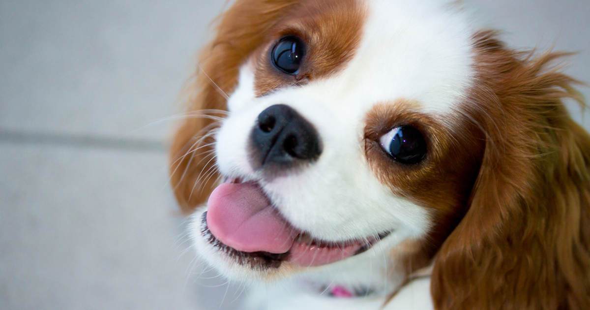 The Cavalier King Charles Spaniel Handbook: The Essential Guide to  Cavaliers (Canine Handbooks)