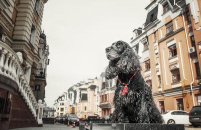 Tips on moving your dog to the city