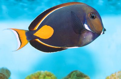 How to look after your Achilles Tang