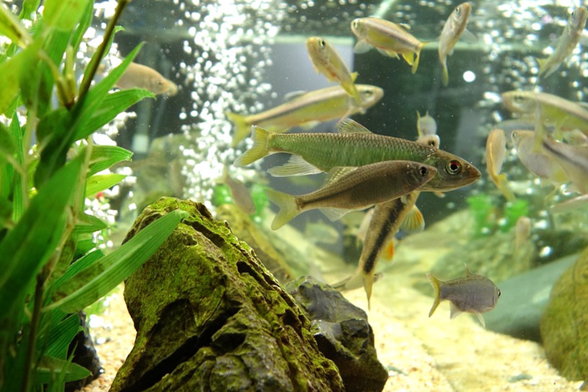 Aquariums on a budget lowcost maintenance tips CatDogFish
