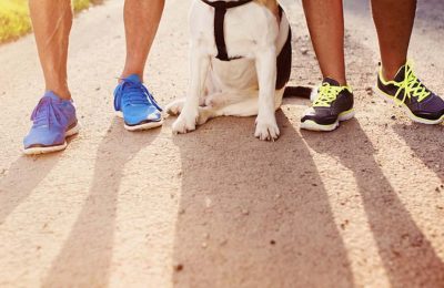 The top 3 dog breeds for exercise