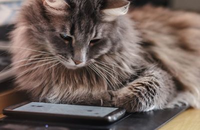 The best tech gadgets for cats