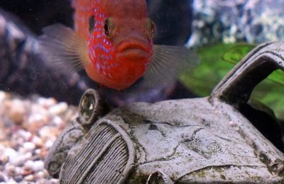 Do's and don'ts for buying tropical fish