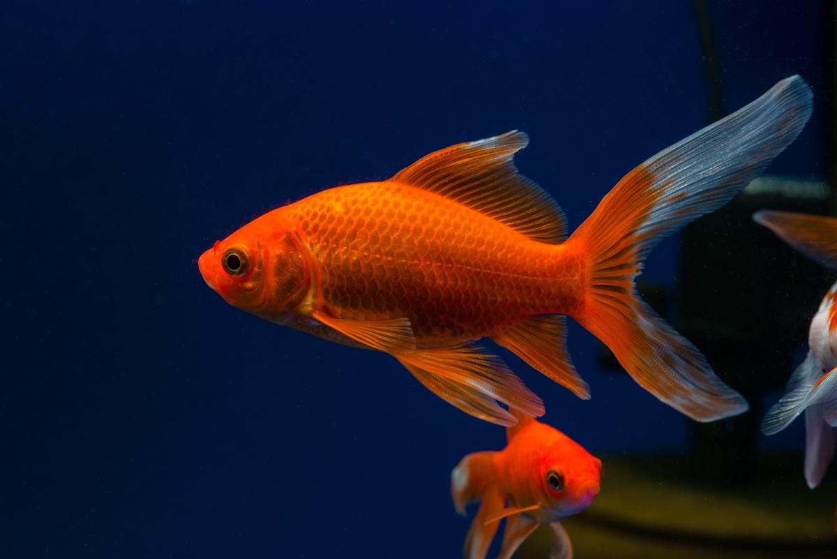 Comet Goldfish Fish Species Profile