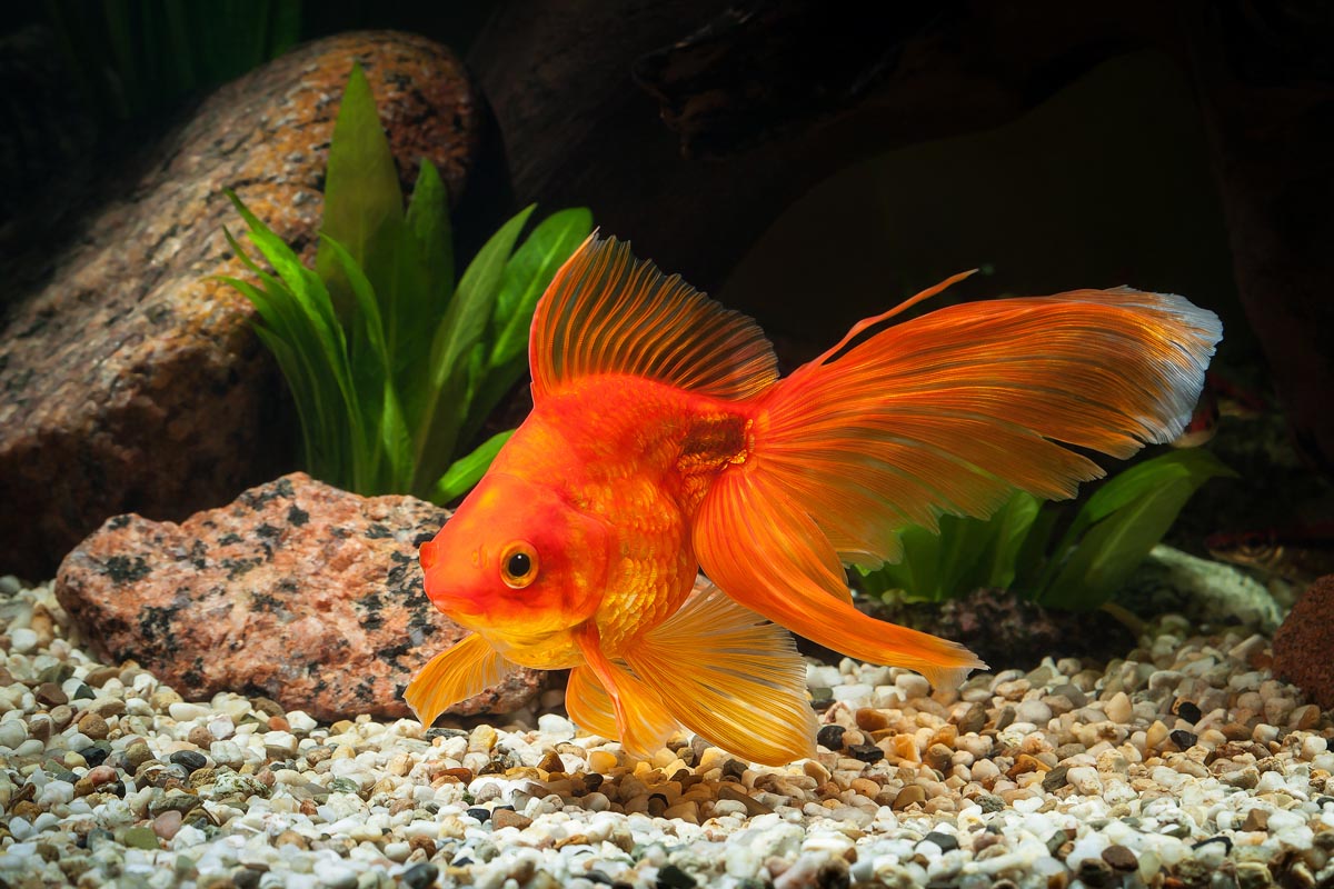 Fantail Goldfish breed information CatDogFish
