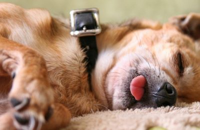 How much should my dog sleep?
