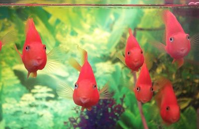 How to choose the best fish tank for your fish