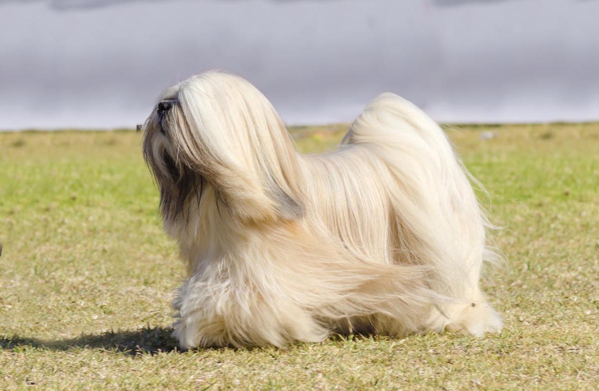 Nouveau construction en angleterre - Page 11 Lhasa-apso_dog-breed_catdogfish-1