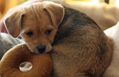 Do's and don'ts for choosing a puppy