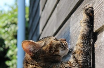 Why cats scratch and what you can do to stop it