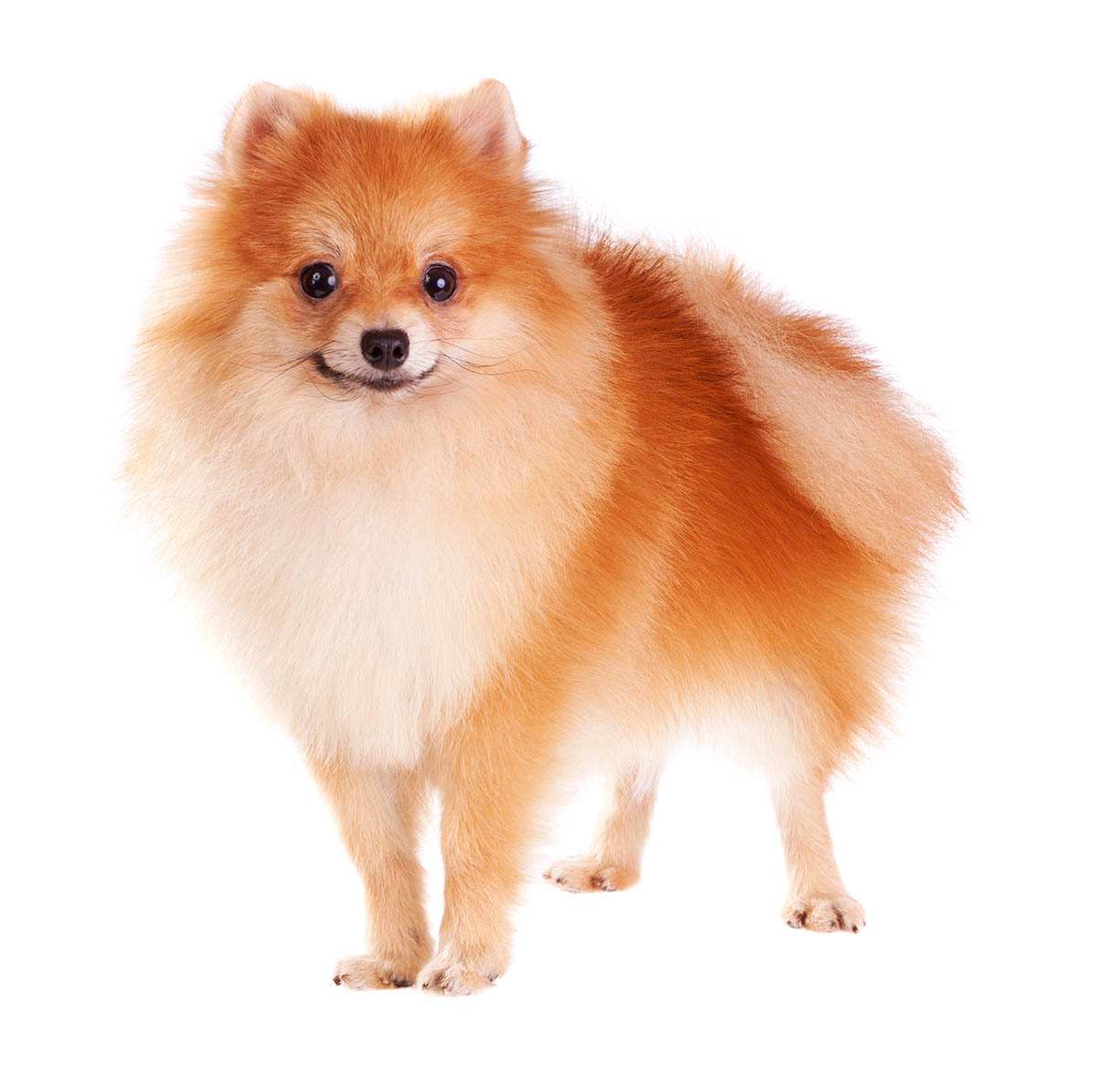 are pomeranians a smart breed