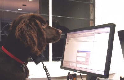 Taking your dog to work: real stories from the desk front