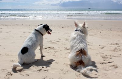 Where to weekend away with your dog this summer